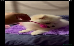 Pomerania perros en adopcion: Adopción pomeranias en Murcia - Imagen 4