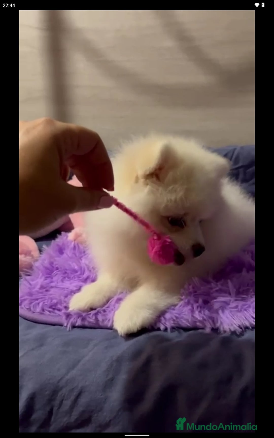 Pomerania perros en adopcion: Adopción pomeranias en Murcia - Imagen 4