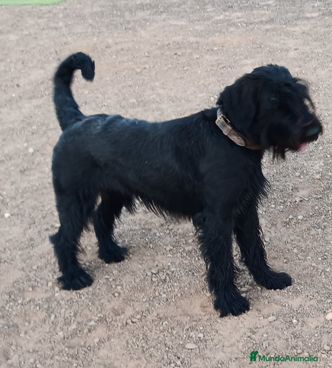 Schnauzer Gigante perros en venta: Schnauzer Gigante Negro - Anuncio 1