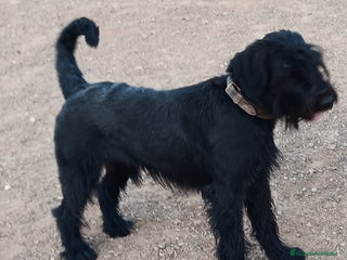 Schnauzer Gigante perros Schnauzer Gigante Negro - Anuncio 1