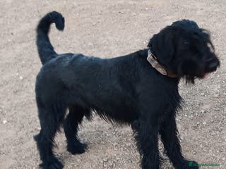 Schnauzer Gigante perros Schnauzer Gigante Negro - Anuncio 2
