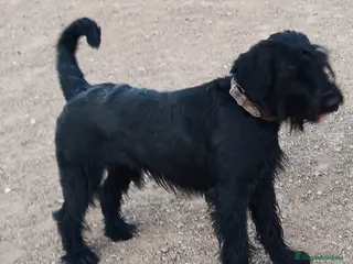 Schnauzer Gigante perros Schnauzer Gigante Negro - Anuncio 4