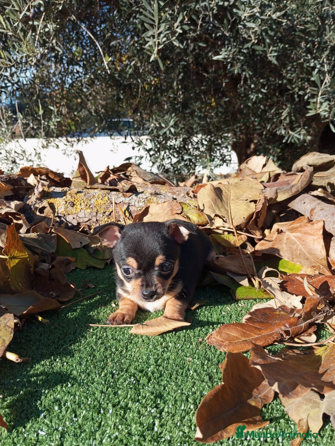 Chihuahua perros en venta: CHIHUAHUAS toy cabeza de manzana - Anuncio 9