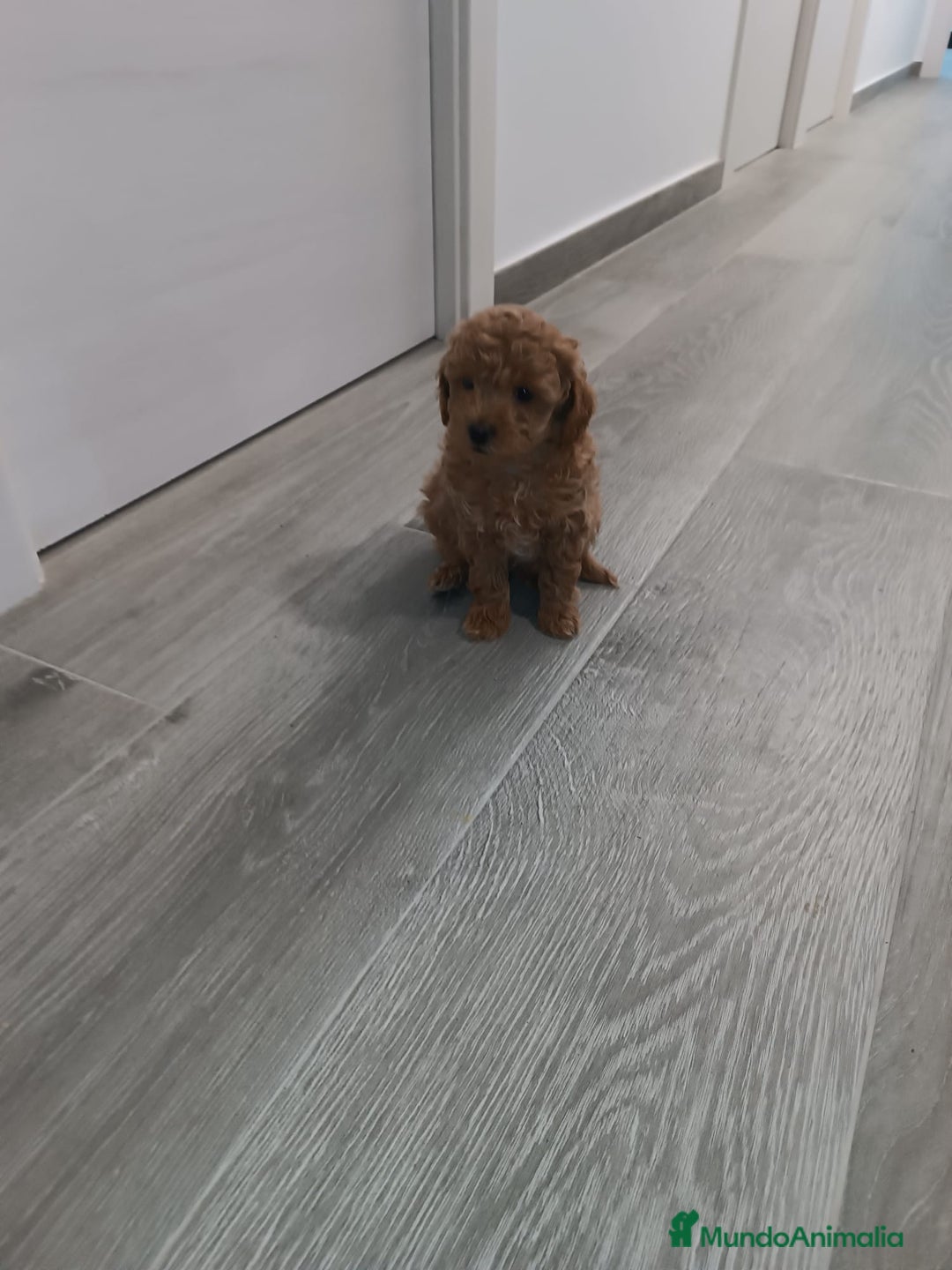 Caniche Toy perros en venta: CANICHE TOY - Anuncio 4