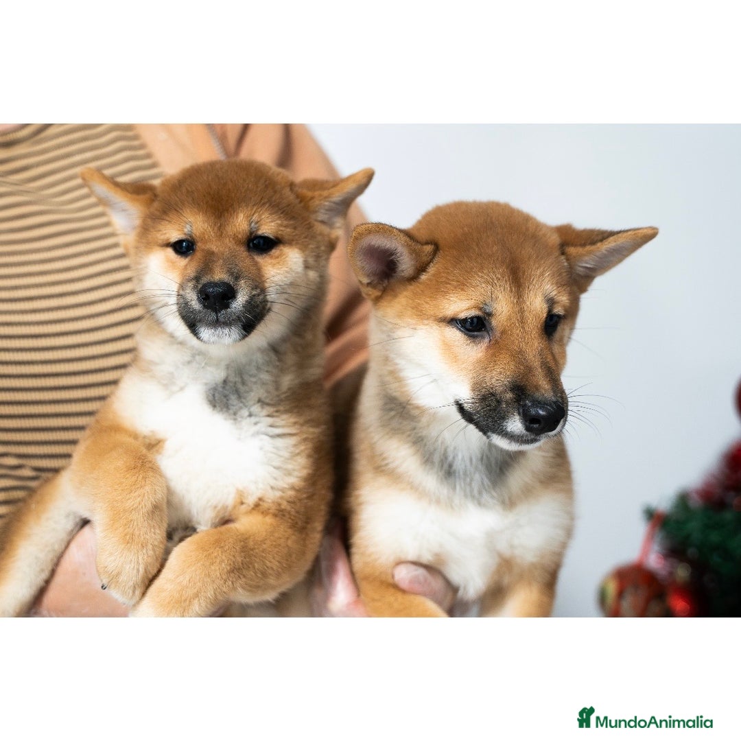 Shiba Inu perros en venta: Cachorras de Shiba Inu ❤️ - Anuncio 4