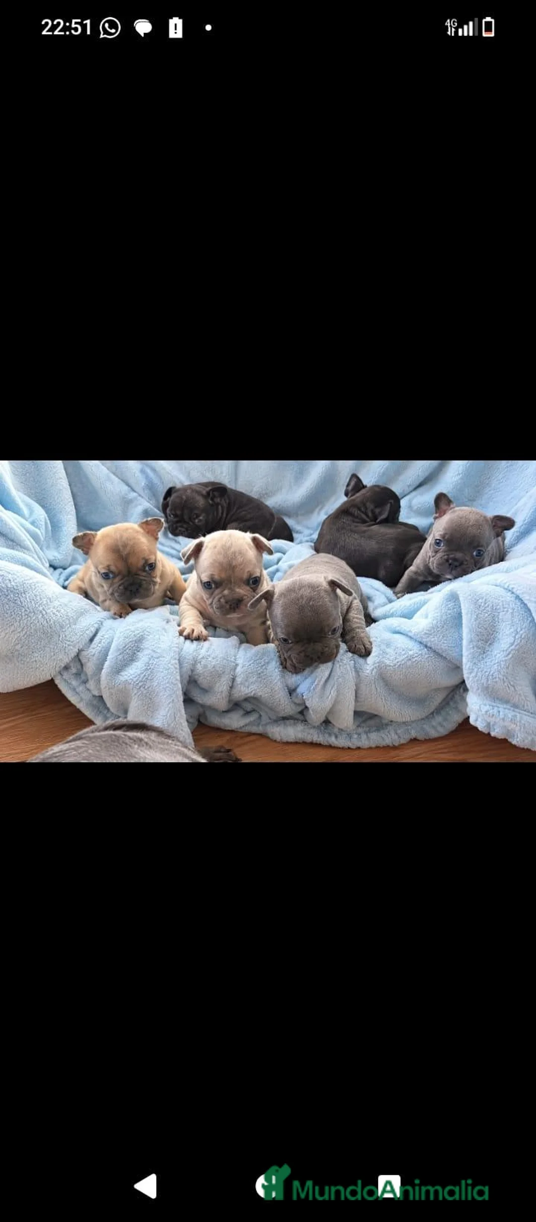 Bulldog Francés perros en venta: BULLDOG FRANCES EXOTICOS - Anuncio 1