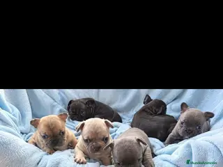 Bulldog Francés perros BULLDOG FRANCES EXOTICOS - Anuncio 1