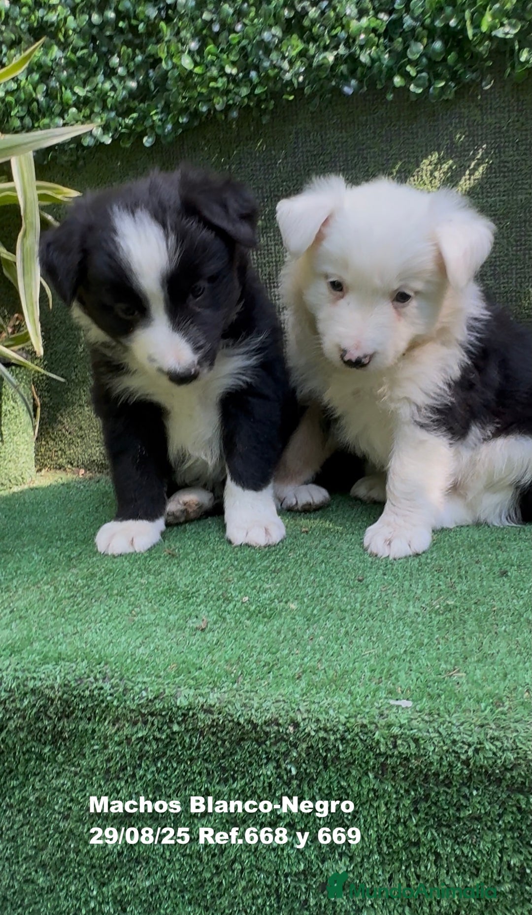 Border Collie perros en venta: Border Collie - Imagen 3