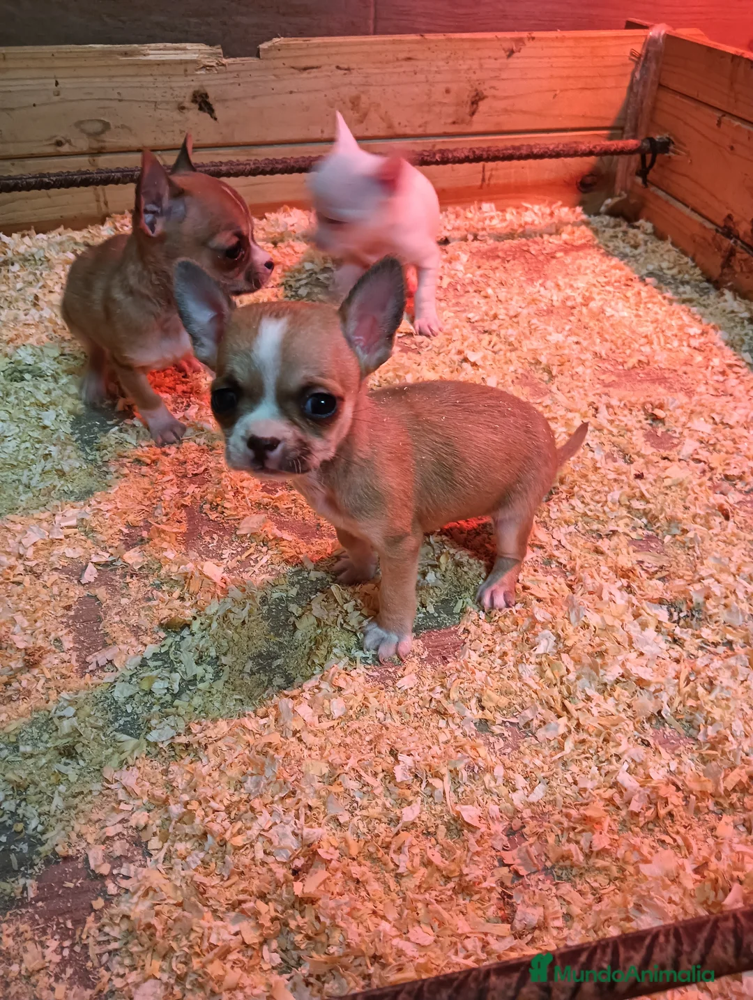 Chihuahua perros en venta: Chihuahua toy - Anuncio 2