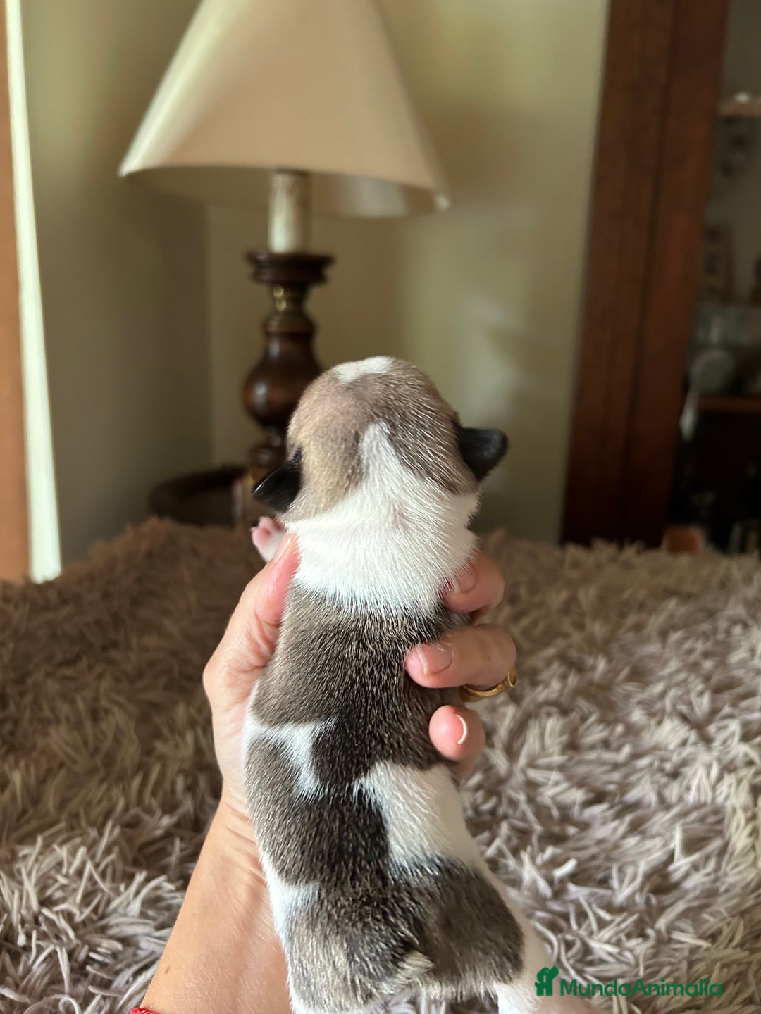 Bulldog Francés perros en venta: Bulldog francés  - Imagen 10