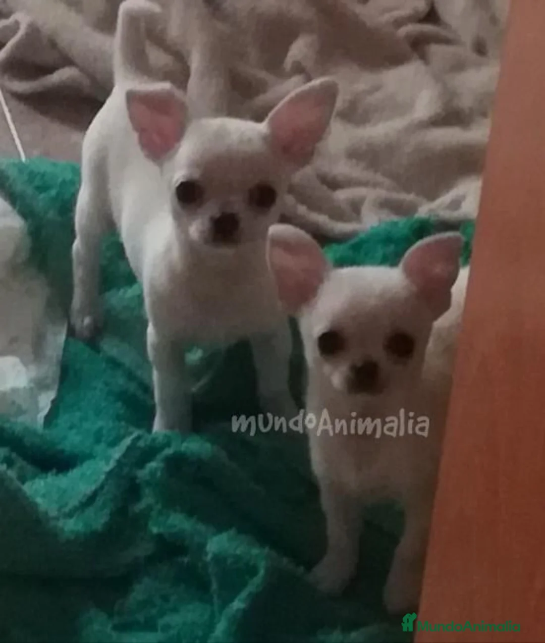 Imagen de galería {{count}}