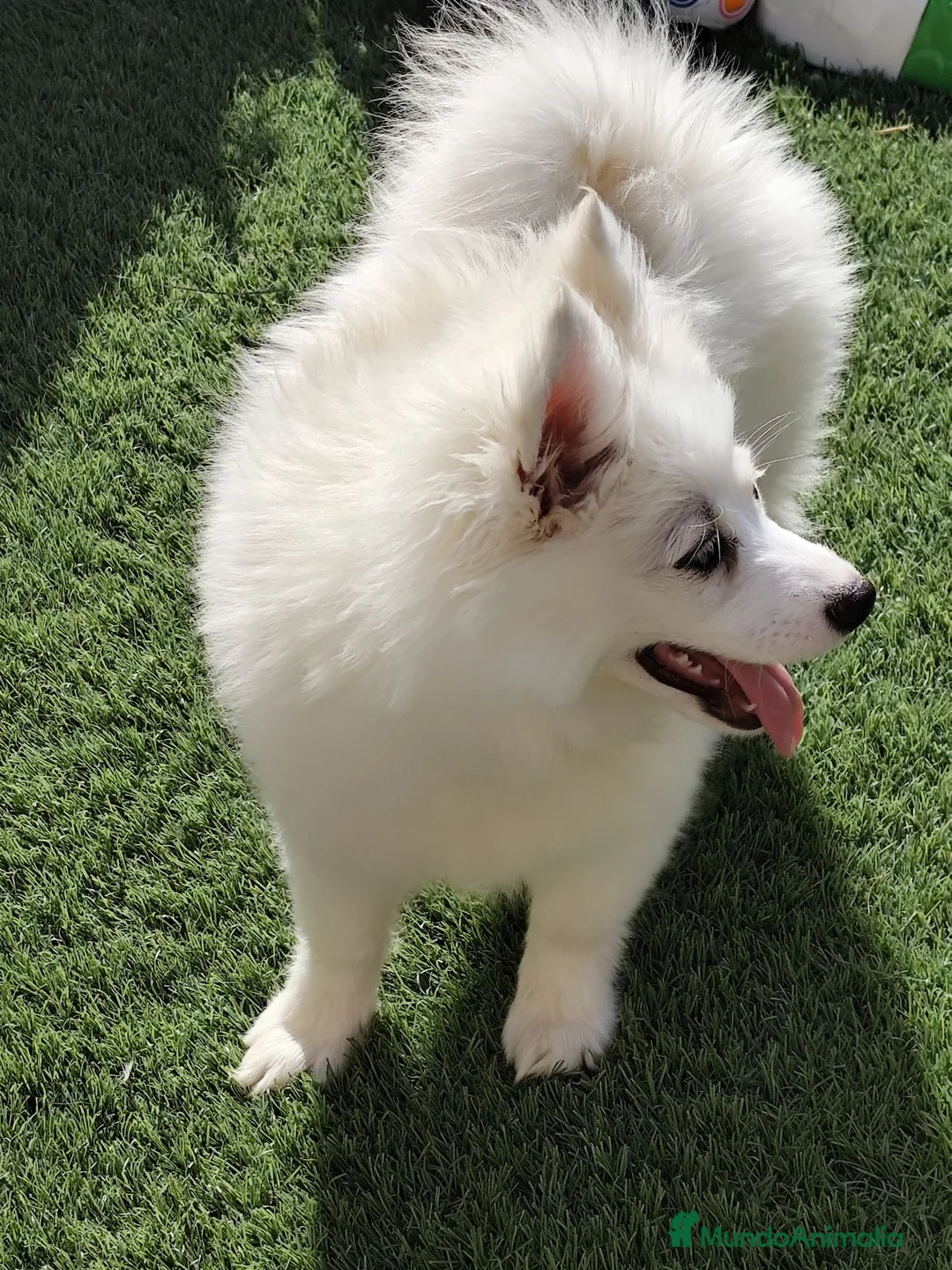 Pomsky perros en venta: Pomsky minis - Anuncio 2