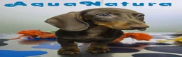 Teckel Miniatura perros en venta: Teckel Hembra DCD 4870 AQUANATURA - Anuncio 6