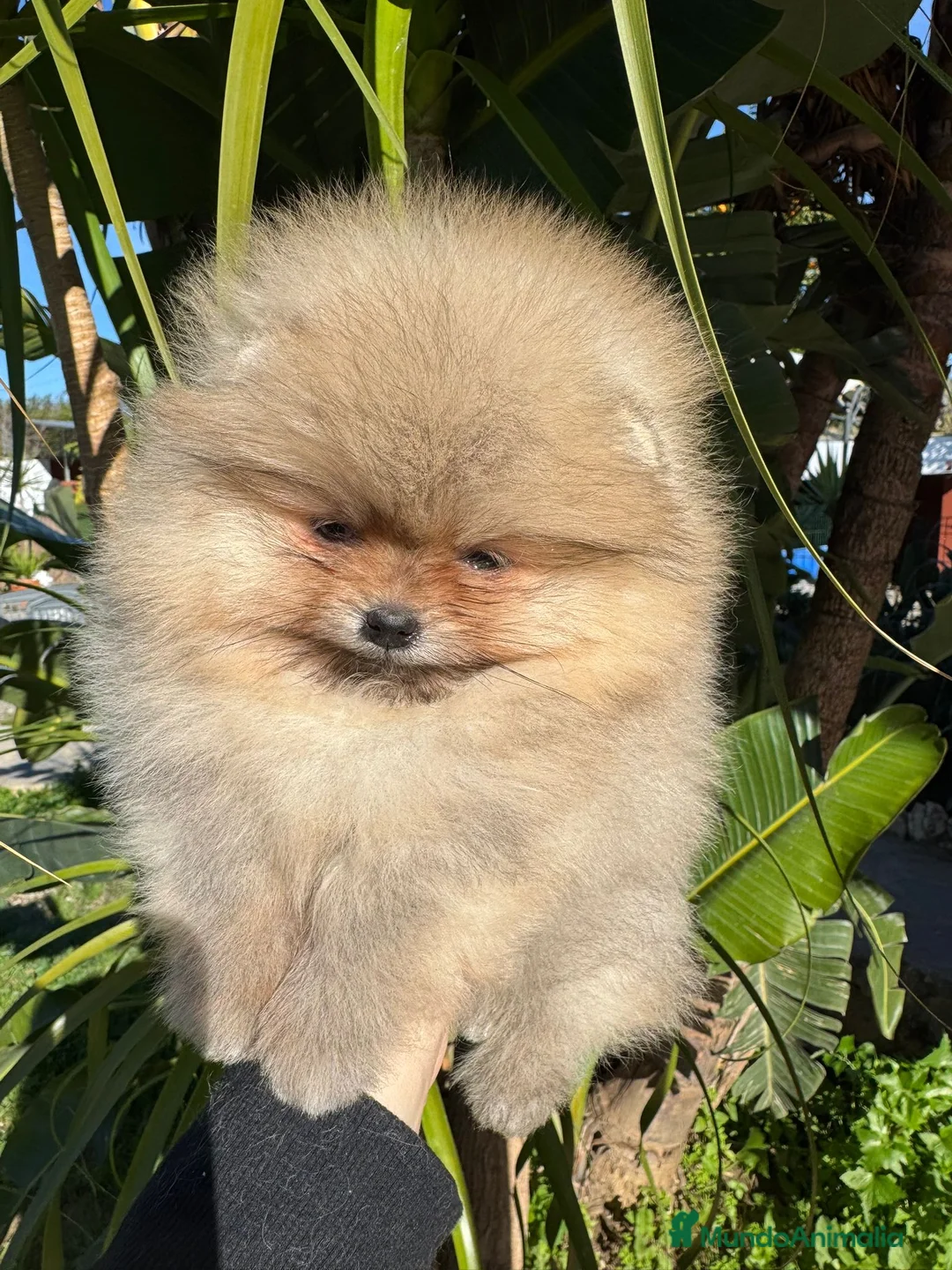 Pomerania perros en venta: POMERANIAS SUPER MINI MAXIMA CALIDAD - Anuncio 5
