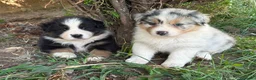 Pastor Australiano perros en venta: Excelente camada de Pastor Australiano  - Anuncio 3