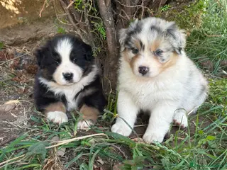 Pastor Australiano perros Excelente camada de Pastor Australiano - Anuncio 2