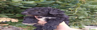 Perro de Agua Español 1