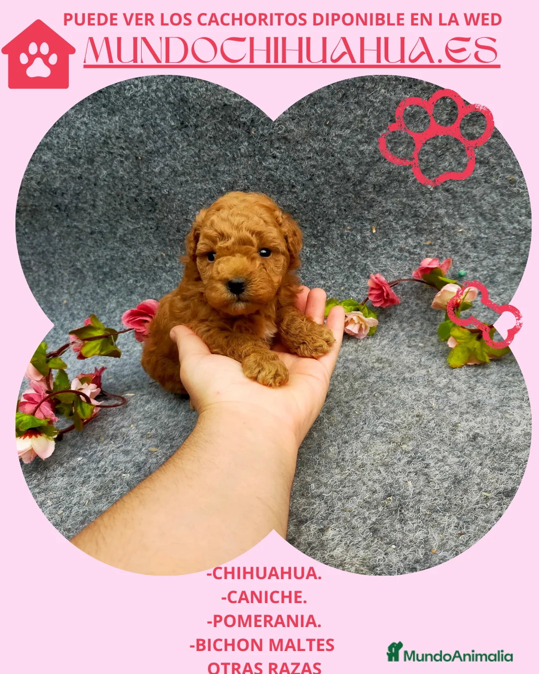 Caniche Toy perros en venta: PRECIOSOS CANICHE  ROJO LINEA TOY - Anuncio 2