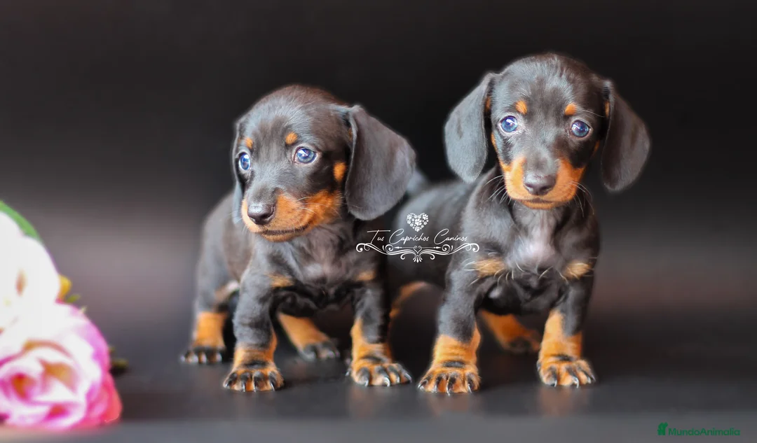 Teckel perros en venta: PRECIOSAS TECKEL COLOR NEGRO Y FUEGO 💖 en Cantabria - Anuncio 1