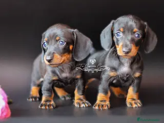 Teckel perros PRECIOSAS TECKEL COLOR NEGRO Y FUEGO 💖 en Cantabria - Anuncio 5