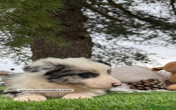 Teckel Miniatura perros en venta: BORDER COLLIE MERLE MACHO  - Imagen 5