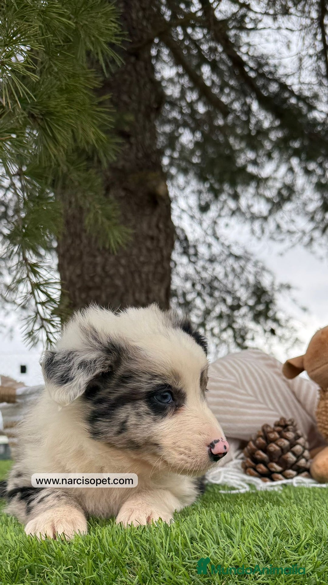 Teckel Miniatura perros en venta: BORDER COLLIE MERLE MACHO  - Imagen 5