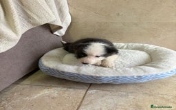 Border Collie perros en venta: Última hembra border collie - Anuncio 4