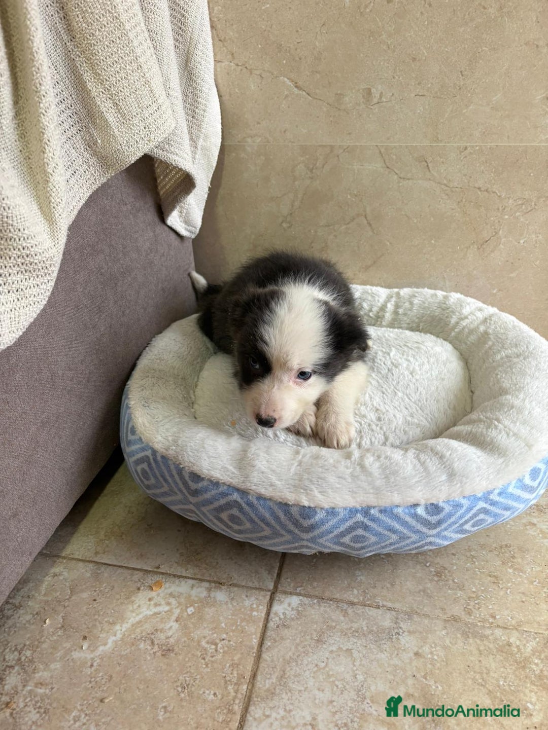 Border Collie perros en venta: Última hembra border collie - Anuncio 4