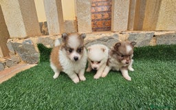 Pomerania perros en venta: Bonitos pomeranias  - Imagen 2