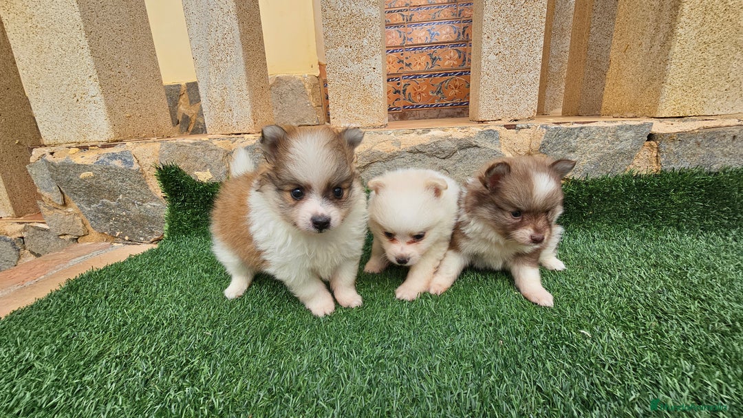 Pomerania perros en venta: Bonitos pomeranias  - Imagen 2