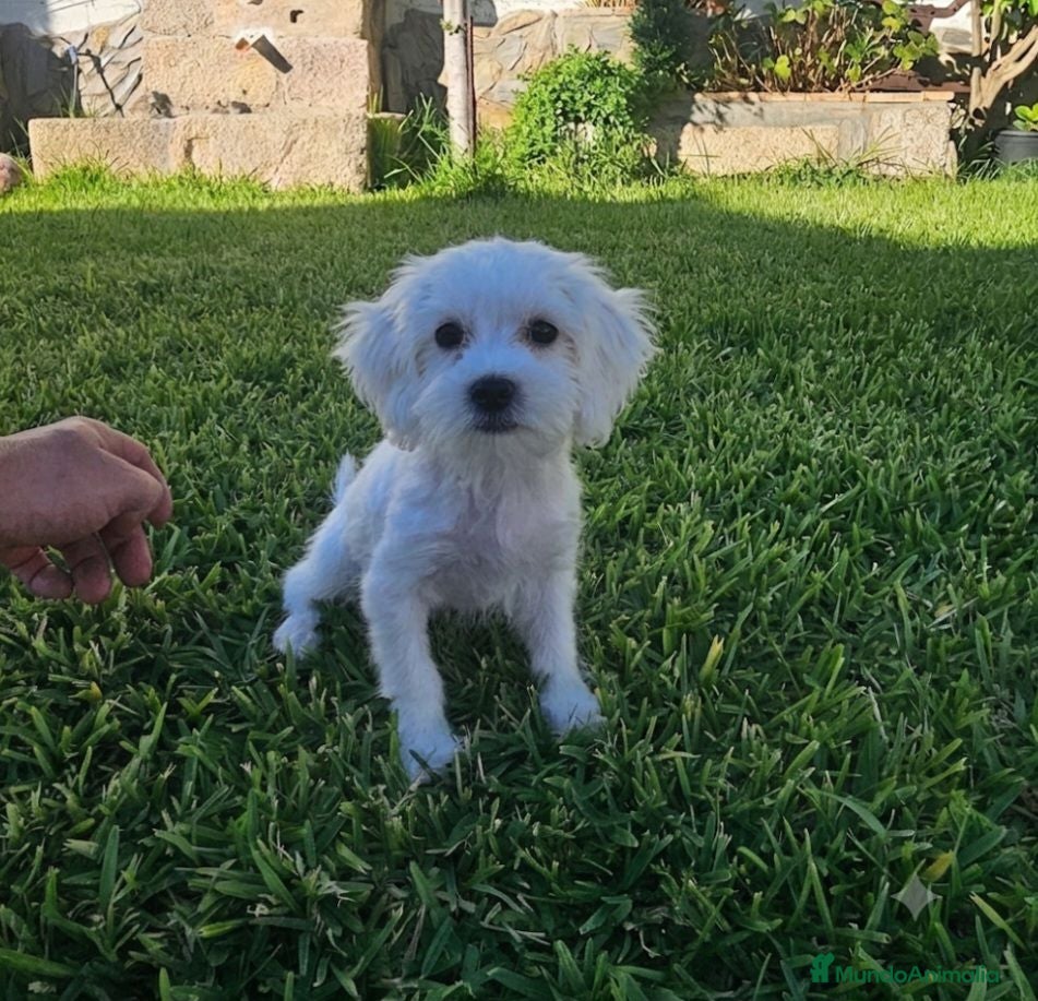 Bichón Maltés perros Bichon maltes disponibles  - Anuncio 1