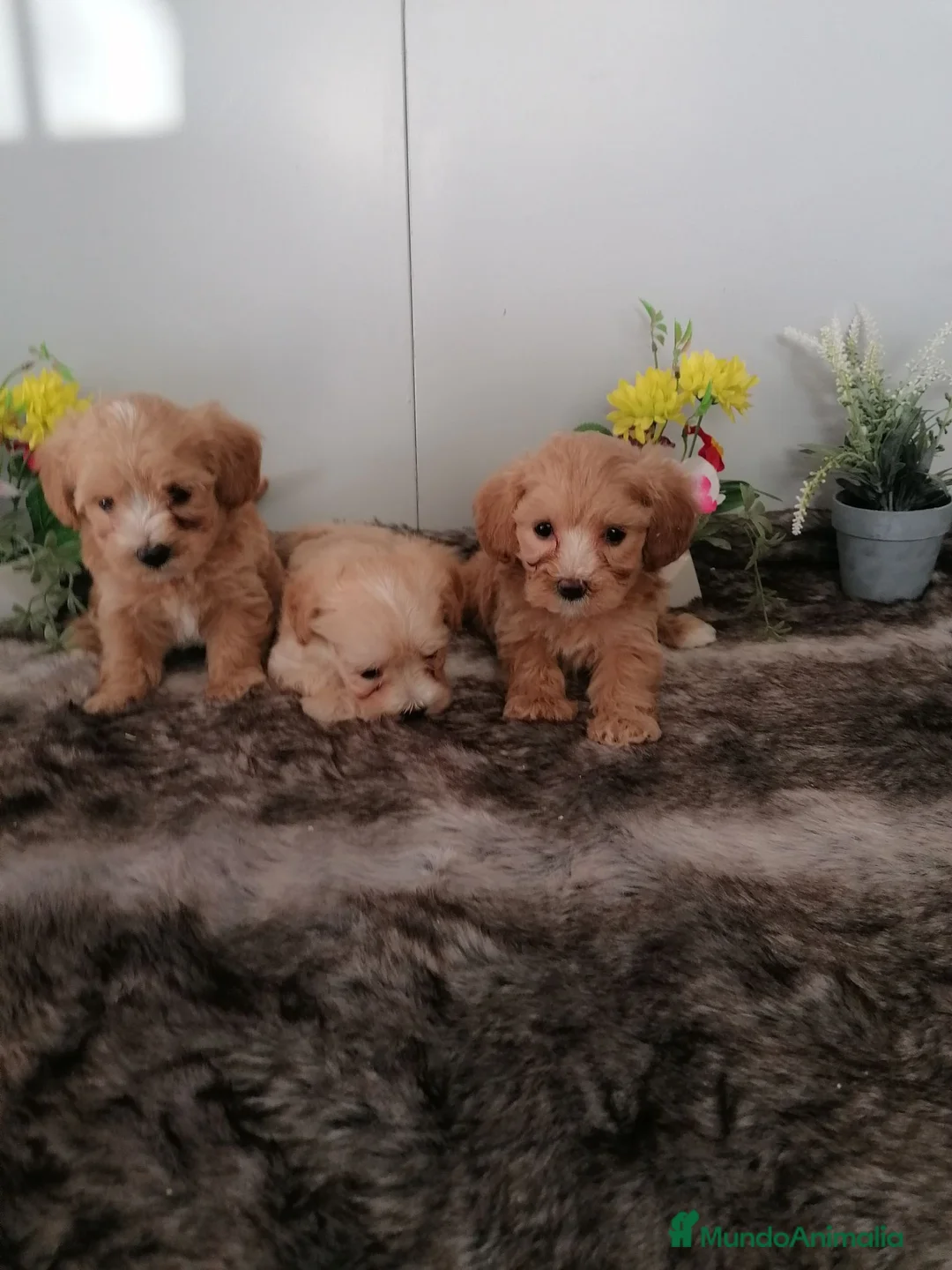 Maltipoo perros en venta: Preciosos maltipoo muy bonitos  - Anuncio 6