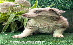 Border Collie perros en venta: BORDER COLLIE Red Merle - Imagen 13