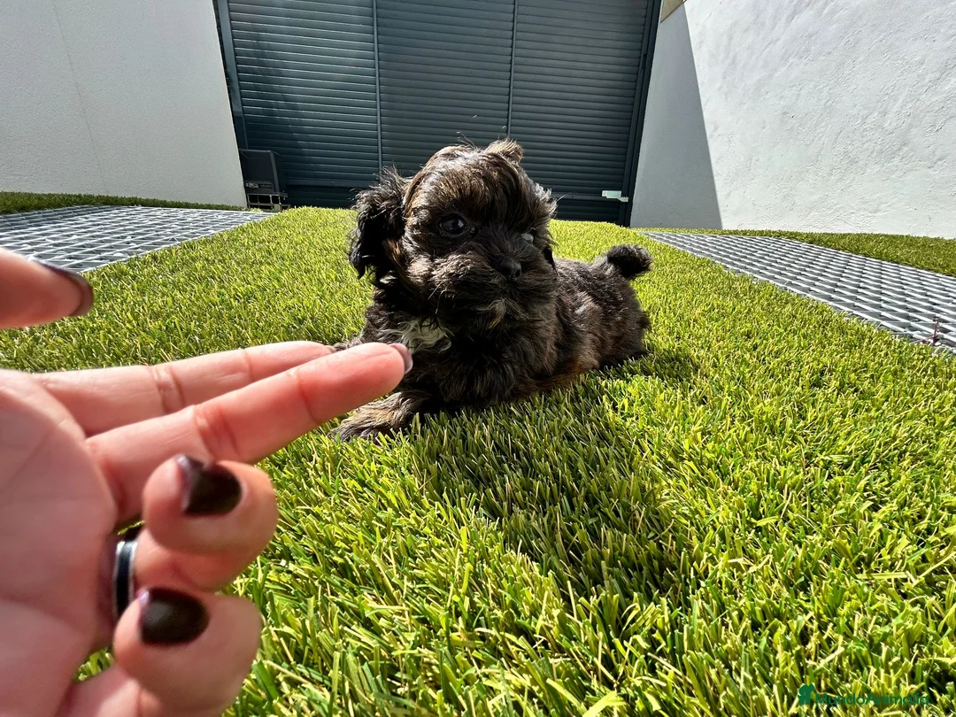 Maltipoo perros en venta: Maltipoo mini - Anuncio 5