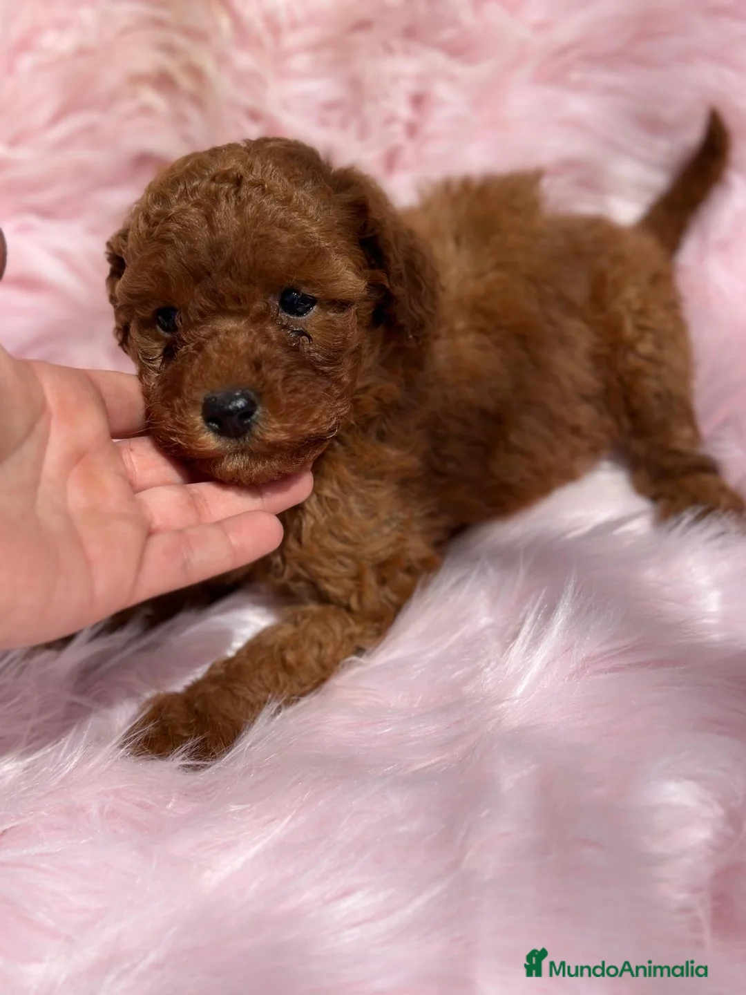 Caniche Toy perros en venta: Caniche rojo  en Barcelona - Anuncio 4