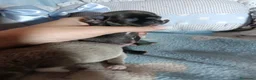 Chihuahua perros en venta: Chihuahua toy 💎 - Anuncio 4