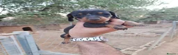 Teckel Miniatura perros en venta: Teckel miniatura  - Anuncio 10