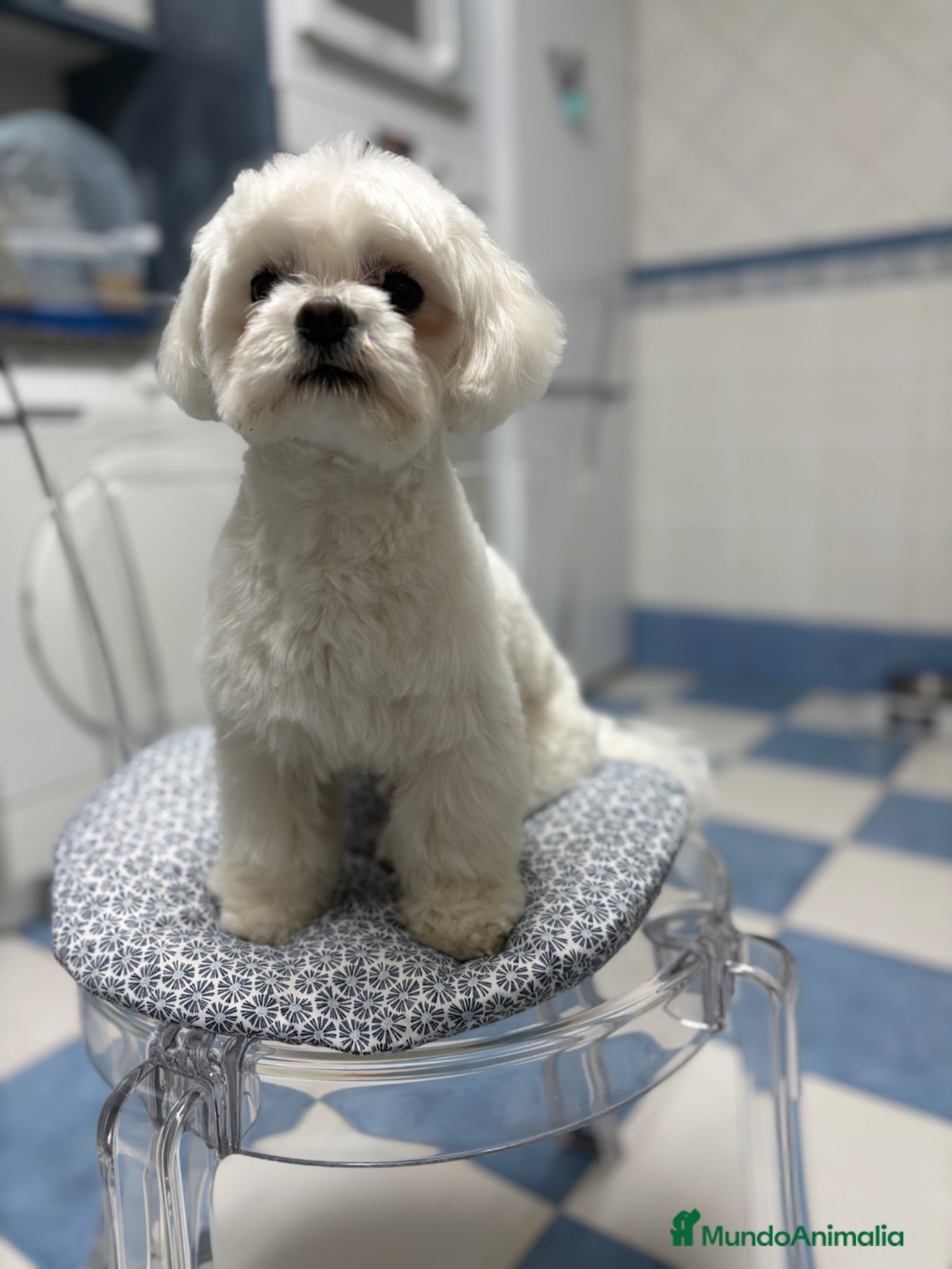 Bichón Maltés perros Bichon Maltes - Anuncio 1