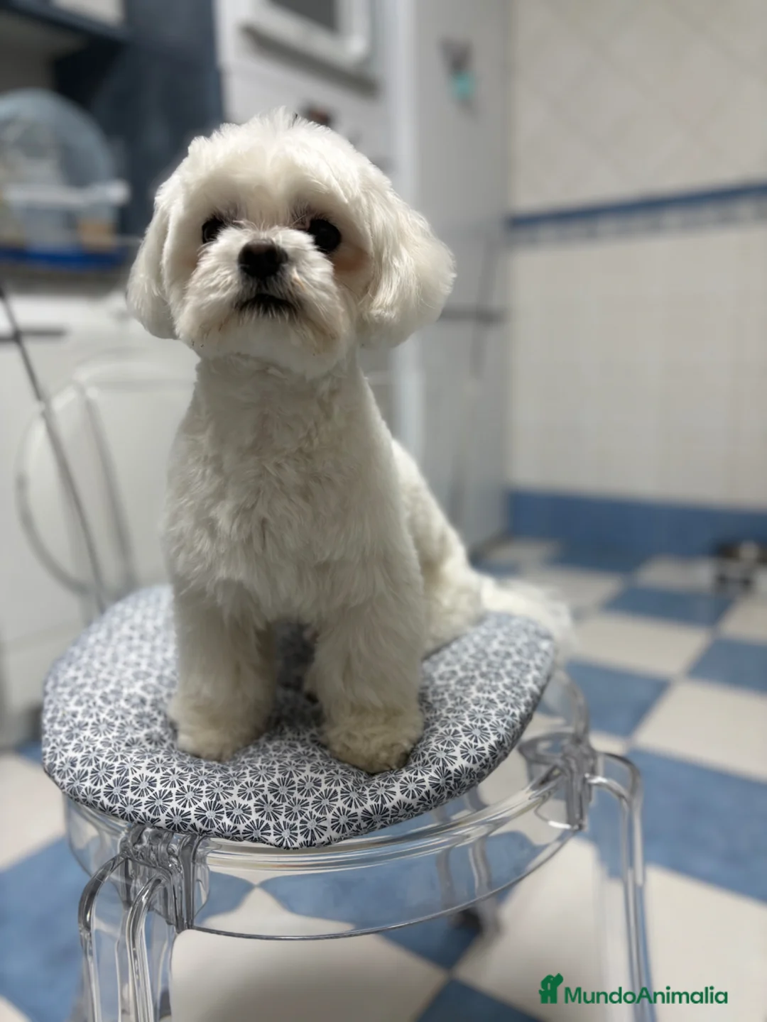Bichón Maltés perros en venta: Bichon Maltes - Anuncio 1