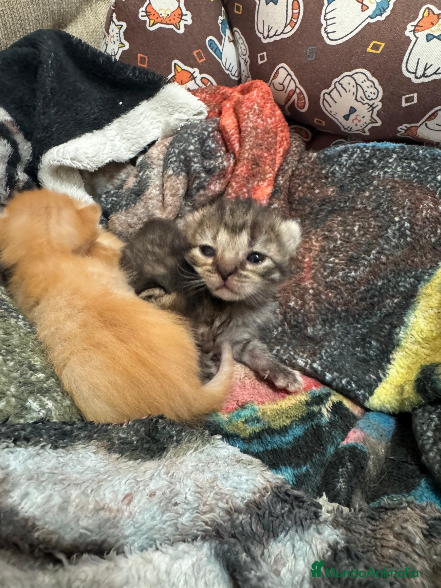 Persa gatos Persa machos y hembras - Anuncio 1