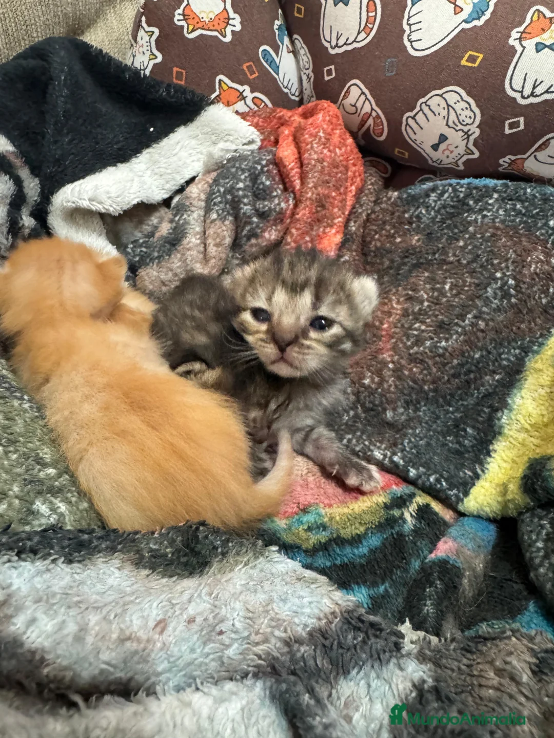 Persa gatos en venta: Persa machos y hembras en Sevilla - Anuncio 1