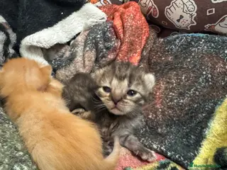 Persa gatos Persa machos y hembras - Anuncio 1