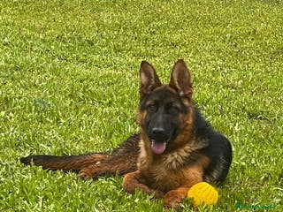 Pastor Alemán perros PASTOR ALEMAN MACHO - Anuncio 9