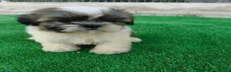 Shih Tzu perros en venta: shih tzu - Anuncio 8