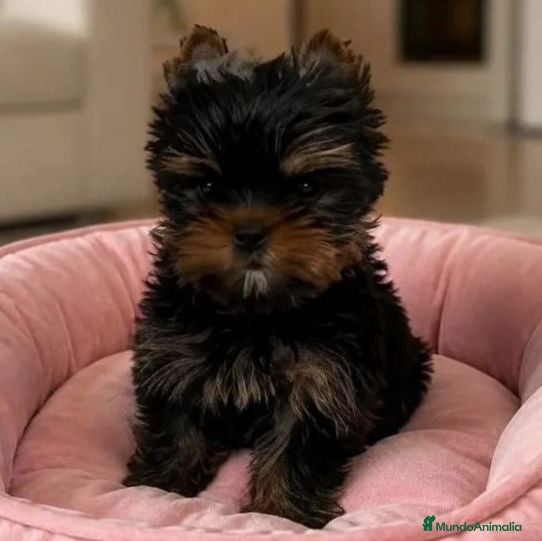 Yorkshire Terrier perros Cachorros hembras Yorkshire toy - Anuncio 1