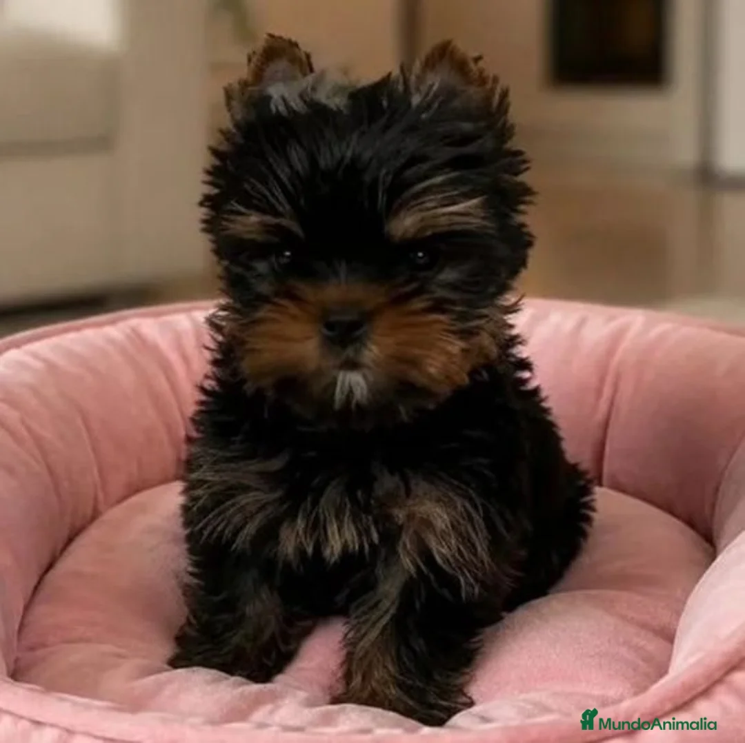 Yorkshire Terrier perros en venta: Cachorros hembras Yorkshire toy - Anuncio 1