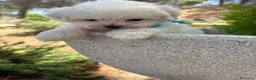 Bichón Maltés perros en venta: Bichon Maltés  - Anuncio 7