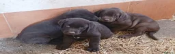 Labrador Retriever perros en venta: Cachorros de Labrador chocolate - Anuncio 3