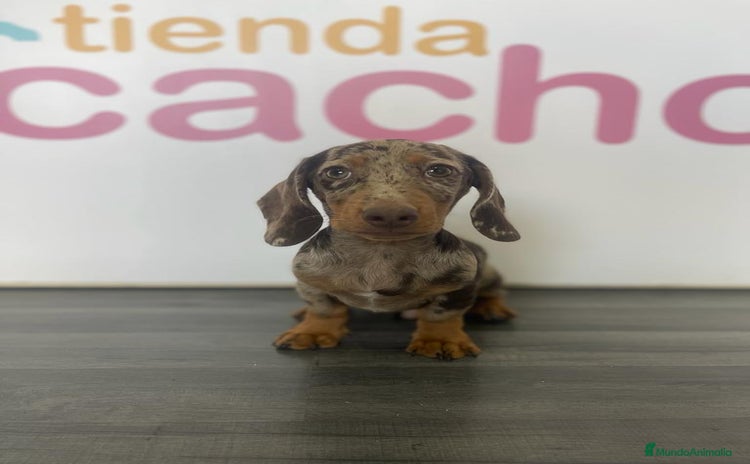 Teckel Miniatura perros - Propaganda 1
