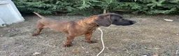 Sabueso de Sangre de Baviera perros en venta: Sabueso de sangre baviera - Anuncio 6